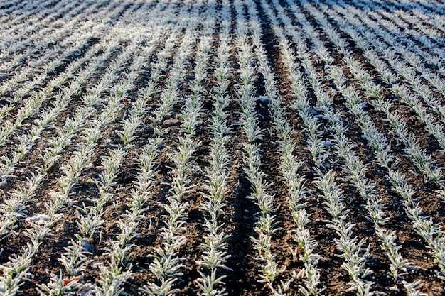 Filas de germinados de trigo cubiertos de escarcha congelada