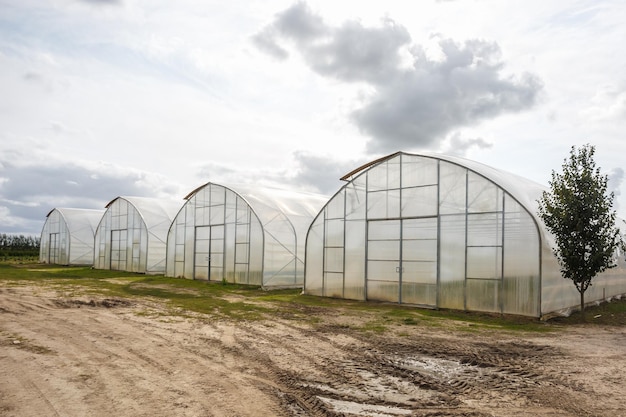 Filas de invernadero con muchas plantas en plantación