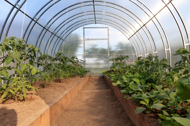 Filas de invernadero de tomates jóvenes Bio Lust que crecen en el vivero de productores