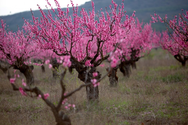 Filas de melocotoneros rosados en el jardín