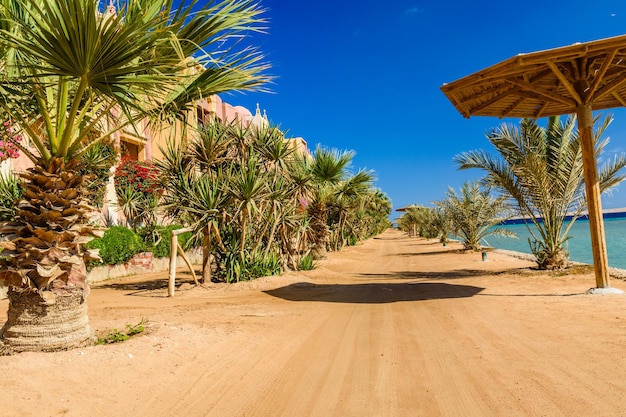 Foto filas de palmeras verdes en la playa del mar rojo