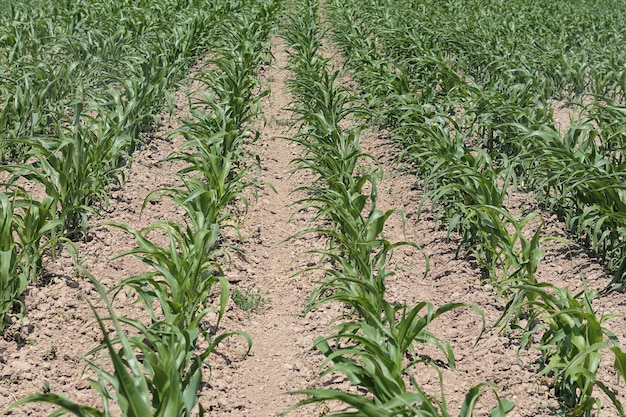 Filas paralelas de brotes de maíz jóvenes en el campo en un día soleado de verano enfoque selectivo
