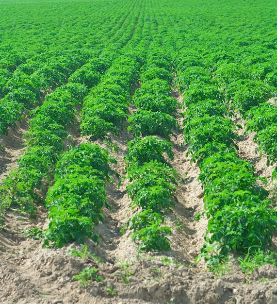 Filas de patata de campo