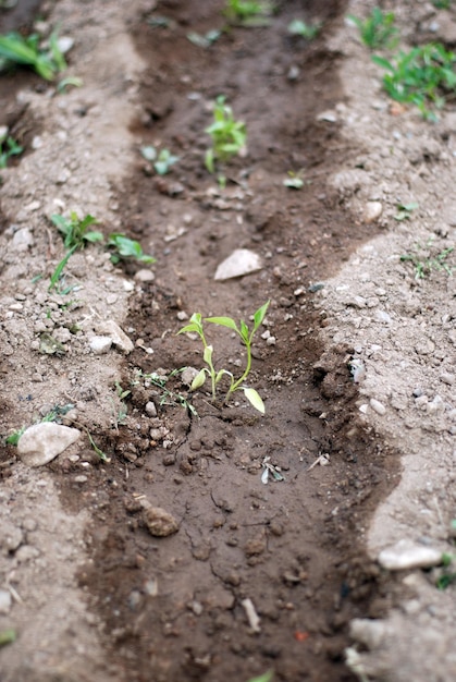 Las filas de pimienta regadas en un jardín