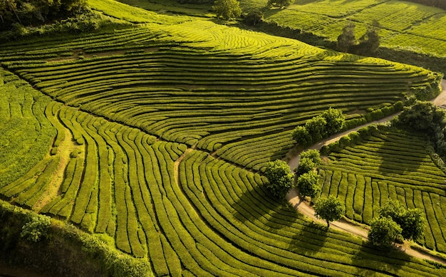 Filas de plantaciones de té en el valle