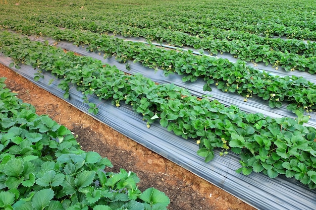 Filas de las plantas de fresa en un campo de fresa.