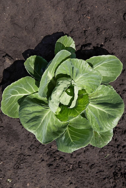 Filas de plantas de repollo frescas en el jardín