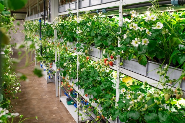 Filas de plántulas de diversos tipos de fresas de jardín que crecen en estantes dentro de gran granja vertical contemporánea o invernadero