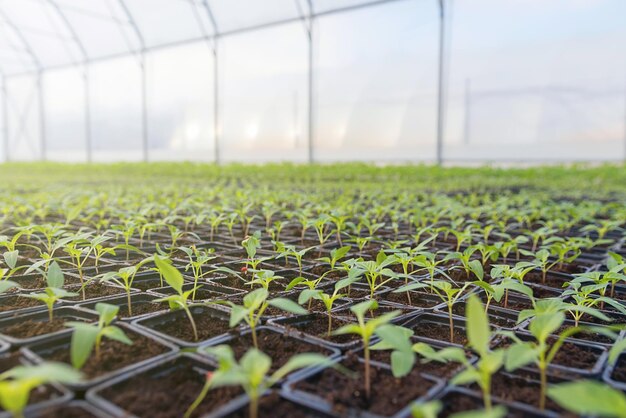 Filas de plántulas en macetas en invernadero