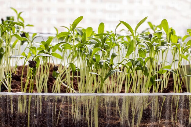 Filas de plántulas en macetas y plantas jóvenes