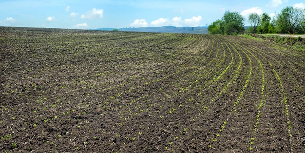 Filas de remolacha azucarera en primavera