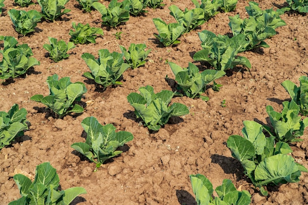 Filas de repollo verde Escena agrícola con repollo verde que crece desde el suelo Cultivo de repollo verde