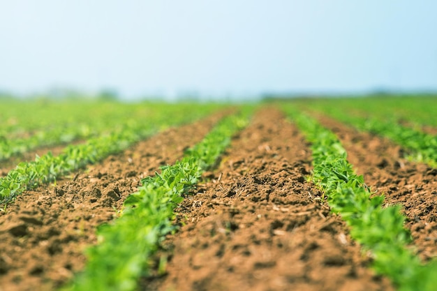 Filas de soja verde joven. Plantación agrícola de soja.