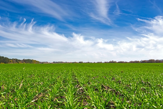 Filas de trigo de invierno suspendido en un campo bajo un cielo azul con nubes