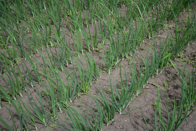 Filas verticales, incluso verdes, que se extienden en perspectiva de cebolla a lo largo del marco