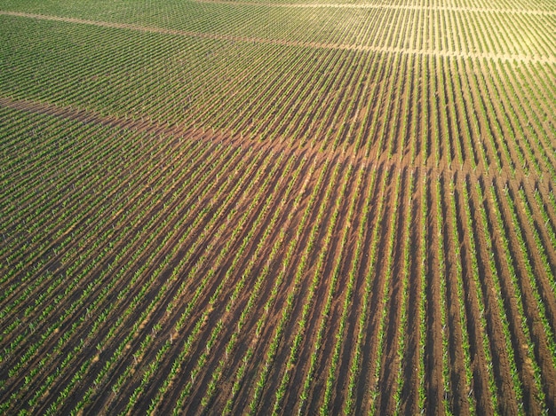 Filas de vides de uva de viñedo