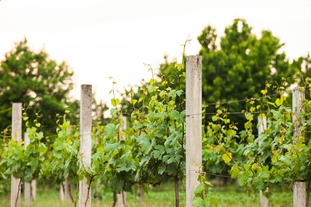 Filas de viñedos verdes jóvenes en la primavera