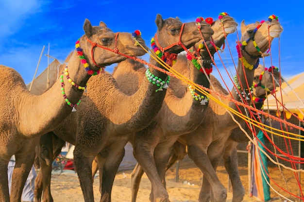 Fileira de camelos sendo puxados em Pushkar mela na Índia