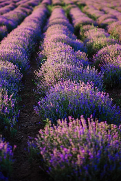 Fileiras de arbustos de lavanda em flor