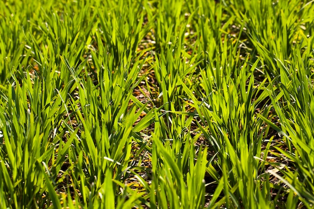 Fileiras de brotos de trigo verde recém-cultivado. pequena profundidade de nitidez