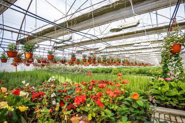 Fileiras de flores jovens em estufa com muitas plantas de interior na plantação