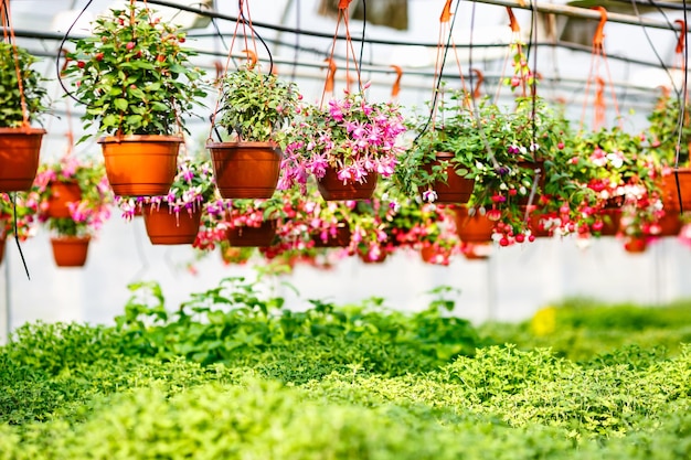 Fileiras de flores jovens em estufa com muitas plantas de interior na plantação