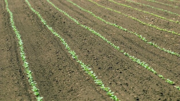 Fileiras de jovens grãos de soja. Plantação agrícola de soja.