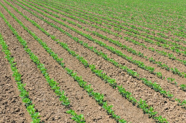 Fileiras de jovens grãos de soja. Plantação agrícola de soja.