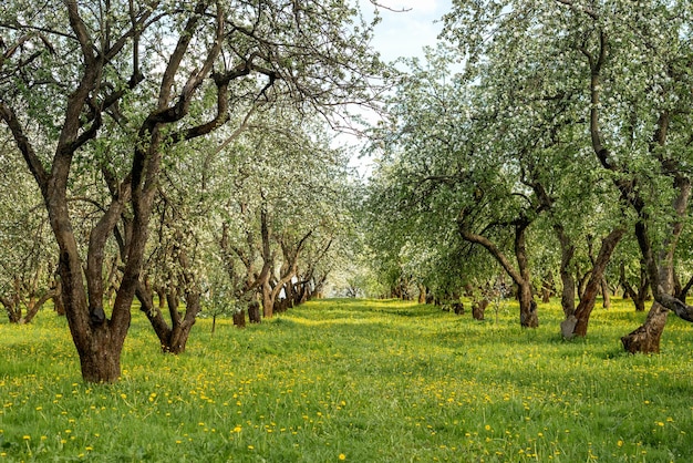 Fileiras de macieiras florescendo no pomar de primavera