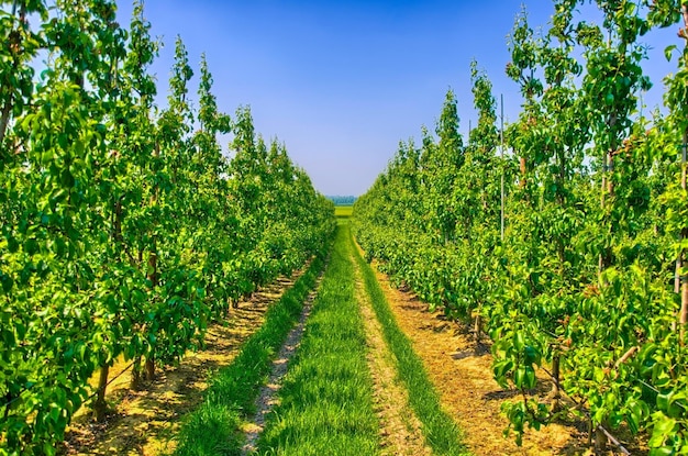 Fileiras de macieiras jovens na zona rural da Bélgica Benelux HDR