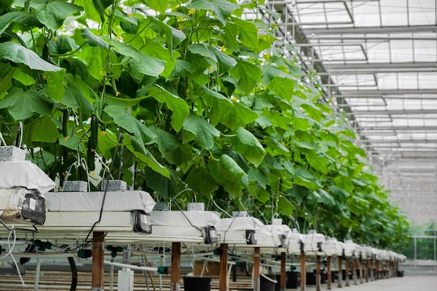 Fileiras de pepinos maduros frescos em estufa. Alimentos orgânicos e vegetais. Alimentação saudável. Hidropônico