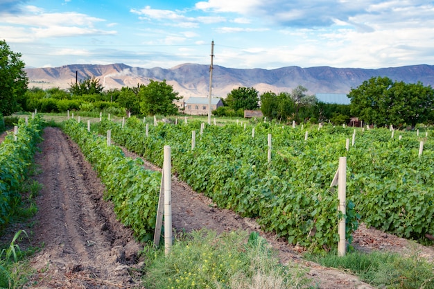 Fileiras de uvas em um vinhedo