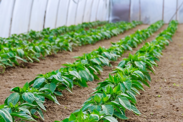 Fileiras de vegetais de pimentão crescem na estufa. plantas de pimenta em uma estufa.