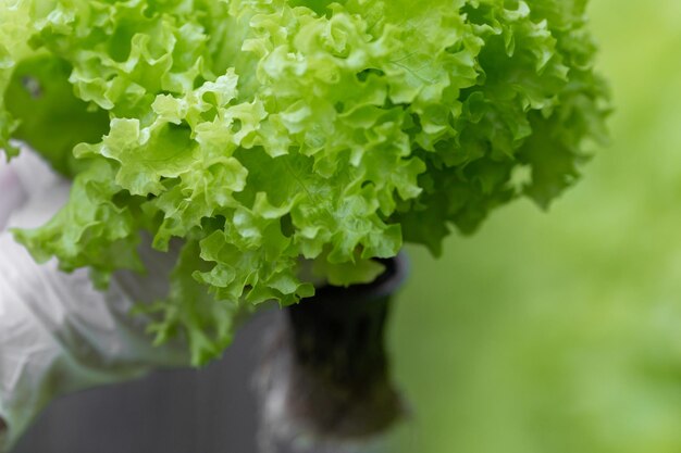 Fileiras de vegetais na agricultura vertical orgânica