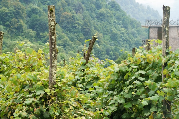 Fileiras de vinhedos para vinificação