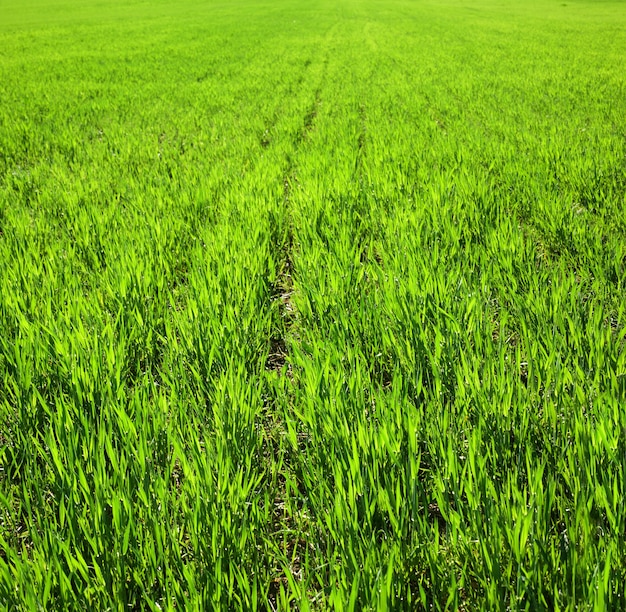 Fileiras, fragmento de campo com trigo na primavera, folhas iluminadas pelo sol