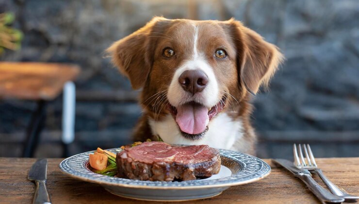 Un filete cocido colocado en un plato frente a un perro lindo