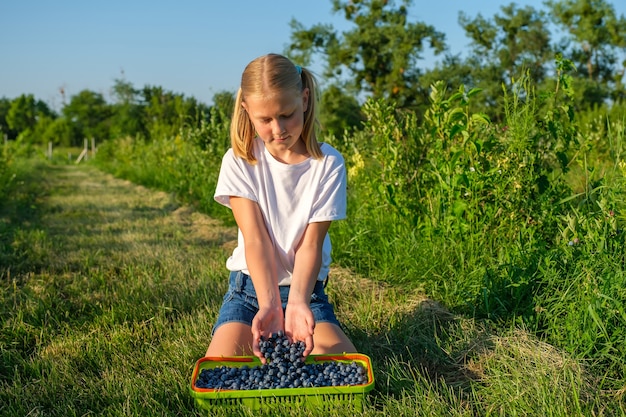 Filha de fazendeiros pega mirtilos e os coloca em uma cesta na fazenda