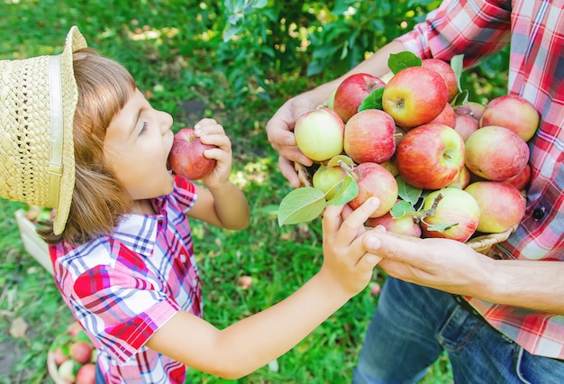 Filha e pai coletam maçãs no jardim