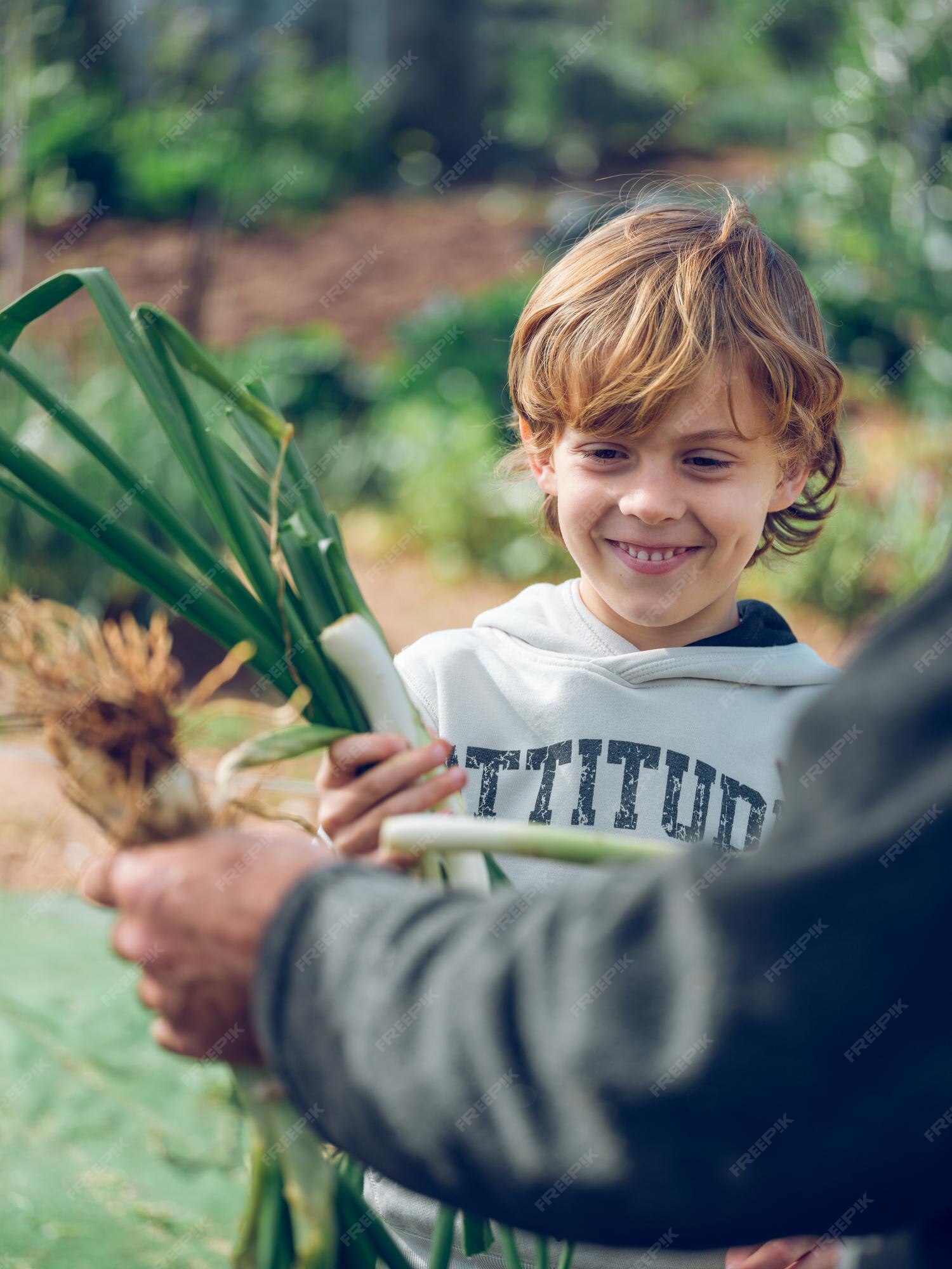 Como cultivar cebolas como um jardineiro profissional