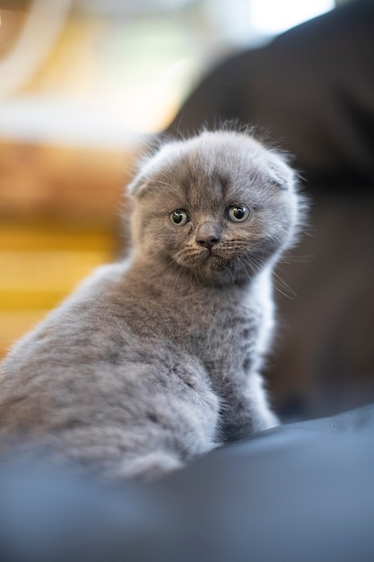 Filhos de animais. Pequeno gato de pelo curto britânico. Gatinho em um fundo desfocado.