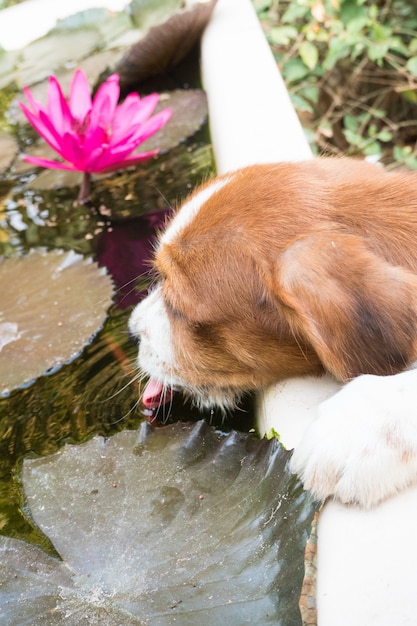 Filhote bonito bebe a água na lagoa, e lindos lótus cor de rosa.
