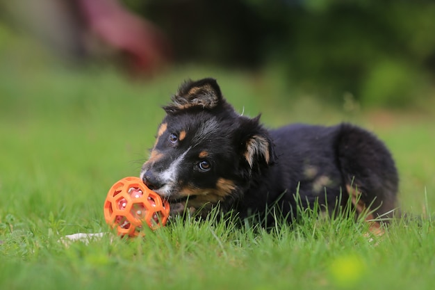 Filhote cachorro border collie