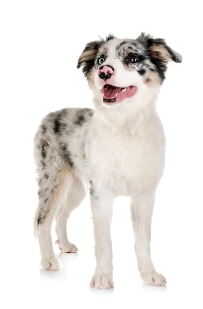 Filhote cachorro border collie