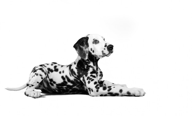 filhote dalmatian