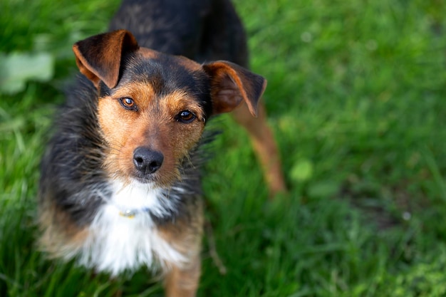 Filhote de adega preto no jardim em casa olhando para a câmera um membro do animal de estimação feliz da família