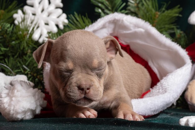 Filhote de American Bully dormindo em um chapéu de Papai Noel ao lado da árvore de Natal decorada com brinquedo