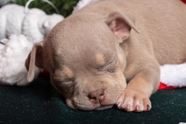 Filhote de American Bully dormindo em um chapéu de Papai Noel ao lado de uma árvore de Natal decorada com flocos de neve de brinquedos