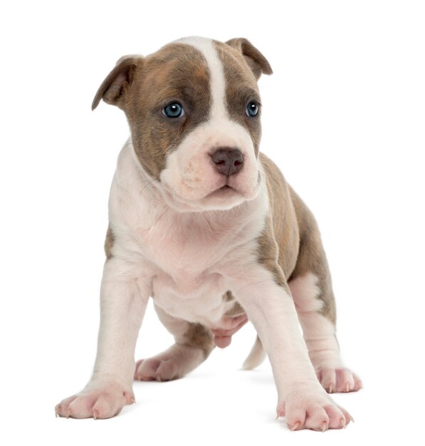 Filhote de American Staffordshire Terrier