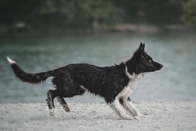 Filhote de border collie